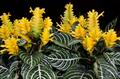 zebra plant